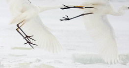 Цагаан дэглийний зодоон