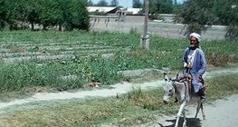 Тураны талын хагас цөлөрхөг газар