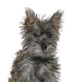 Нохойн гөлөг