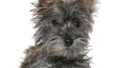 Нохойн гөлөг