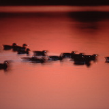 Зэрлэг нугаснууд