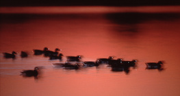 Зэрлэг нугаснууд