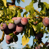 Модон дээрх чавга жимс