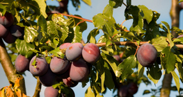 Модон дээрх чавга жимс