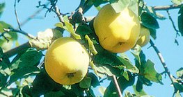 Өргөст алим