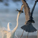 Ангийн олзны төлөө тэмцэл