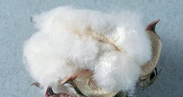 Хөвөн эслэг нь бараг цэвэр полисахарид (целлюлоз) юм.