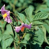 Төмсний цэцэг