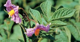 Төмсний цэцэг