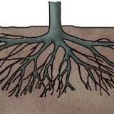 Чавганы модны үндэс