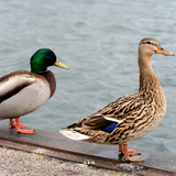 Зэрлэг нугаснууд