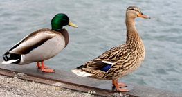 Зэрлэг нугаснууд