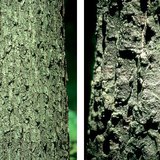 Хөгшин царс ба турк царс модны холтос