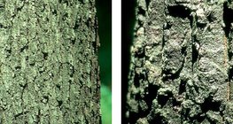 Хөгшин царс ба турк царс модны холтос