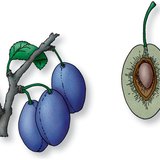 Чавганы модны яст жимсний уртааш зүсэлт