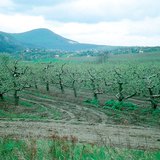 Алимны цэцэрлэг дэхь хавар