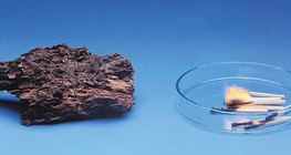 Мод удаан өмхөрдөг ч илүү хурдан шатдаг