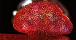 Мирабилис цэцгийн тоосны уут нээгдсэн байгаа нь (оптикийн микроскопын зураг)