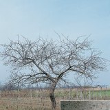 Алимны мод ба холтос нь