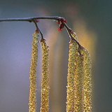 Ойн самрын тоосонцортой гөлөг