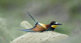 Элсэнд умбах шарга балч