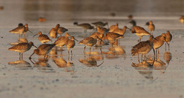 Морин тутгалжинууд