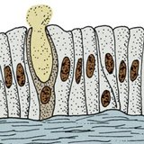 Нэг эсийн булчирхай