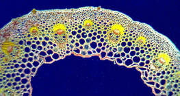 Навчны ирний хөндлөн огтлол