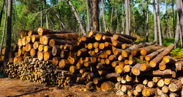 Мод бэлтгэл