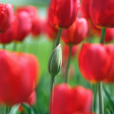 Алтанзул цэцэг