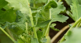 Булцуут байцаа