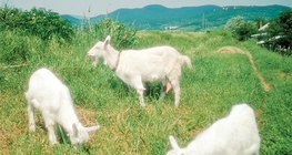 Гэрийн ямаа