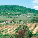Slope-parallel ploughing increases soil erosion