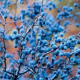 Үүргэнийн яст жимс