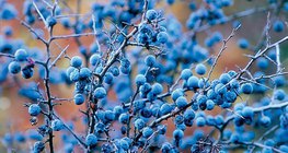 Үүргэнийн яст жимс