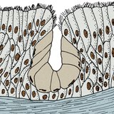 Олон эсийн булчирхай