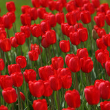 Алтанзул цэцэг