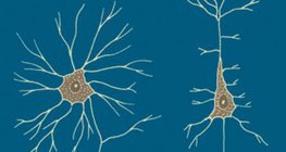 Мэдрэлийн эс