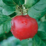 Алимны модны үр жимс