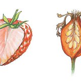 Гүзээлзгэнэ болон нохойн хошуу