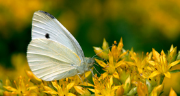 Байцааны цагаан эрвээхэй