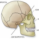 A koponya üregei