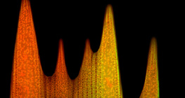 Эрвээхэйн далавчны хайрсны хэт бүтэц