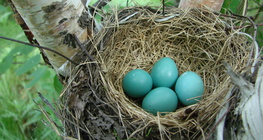 Шувууны үүр