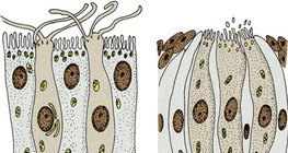 Мэдрэхүйн рецептор эсүүд: үнэрлэх рецептор эс (зүүн) ба амт мэдрэх рецептор эс (баруун)