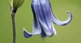 Энгийн клематис