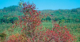 Нохойн хошуу