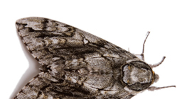 Дэнгийн эрвээхэй