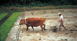 Будаа тариалах үйл явц - 1