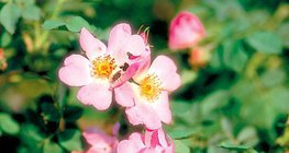 Нохойн хошууны цэцгүүд